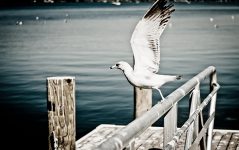 新手优化师看过来!巧记CPC、CPM、CPR等信息流广告计费模式-信息流广告学习博客