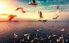 除了搜索广告,为什么还要投放信息流广告?-信息流广告学习博客